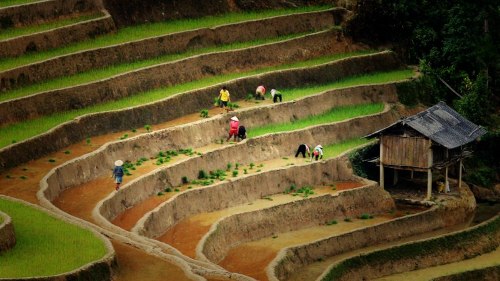 Mù Cang Chải: Sét đánh bố bất tỉnh, con tử vong