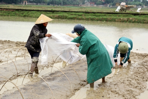 Ban chỉ huy PCTT và TKCN chỉ đạo khắc phục hậu quả sau rét đậm rét hại